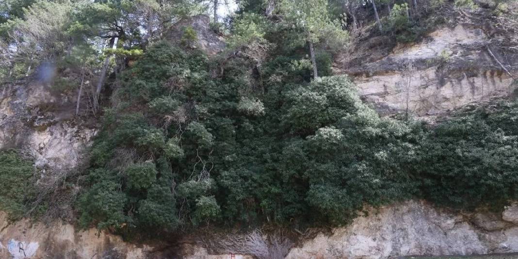 4.000 yıldır zamana direniyor: Türkiye’nin en yaşlı ikinci canlısı koruma altında hayata tutunuyor 1